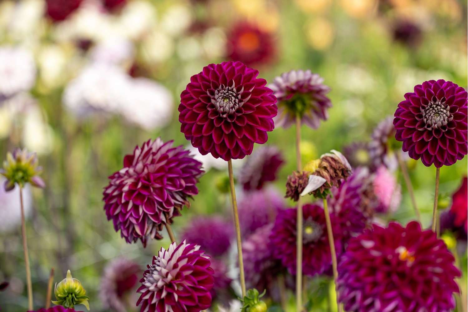 Dahlia 'Embassy'